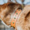 1.5" ASTERIA Gemstone Buckle Collar - Image 11