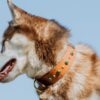 1.5" ASTERIA Gemstone Buckle Collar - Image 9