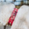 1.5" ASTERIA Gemstone Buckle Collar - Image 2