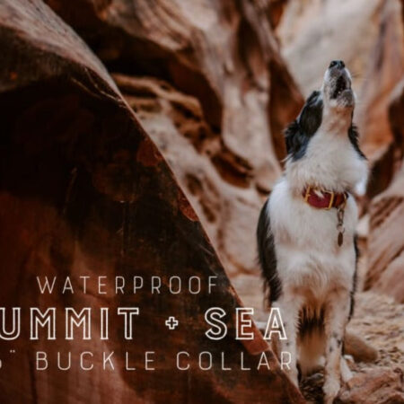 1.5" Waterproof Buckle Collar