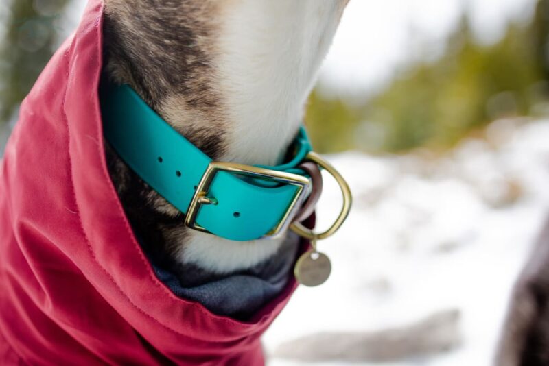 1.5" Waterproof Buckle Collar - Image 11