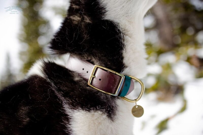 1.5" Waterproof Buckle Collar - Image 10