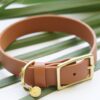 1" Waterproof Buckle Collar - Image 13