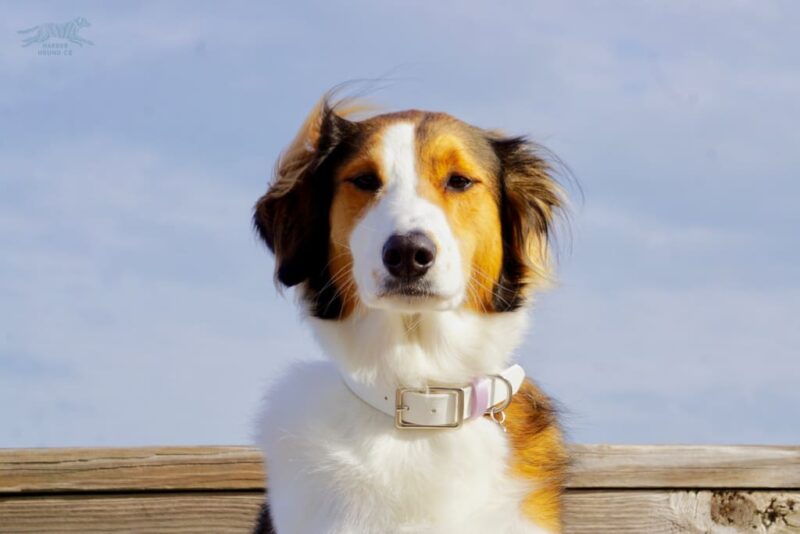 1" Waterproof Buckle Collar - Image 2