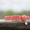 3/4" Medium Waterproof Buckle Collar - Image 2