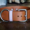 ATLAS 1.5" Studded Buckle Collar - Image 3