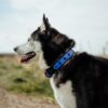 DEOMALI Layered 1.5" Studded Buckle Collar - Image 2