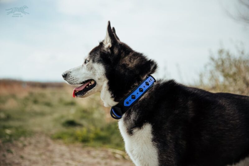 DEOMALI Layered 1.5" Studded Buckle Collar - Image 2