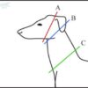 Explorer Edition Collar - Image 5
