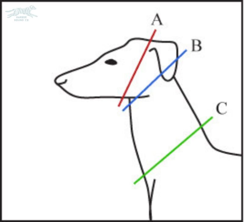 Explorer Edition Collar - Image 5