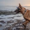Fi Compatible 1.5" Rua Martingale Collar - Image 2