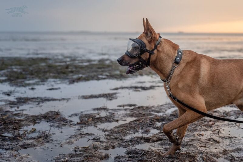 Fi Compatible 1.5" Rua Martingale Collar - Image 2