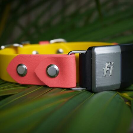 Fi Compatible 1" Waterproof Buckle Collar