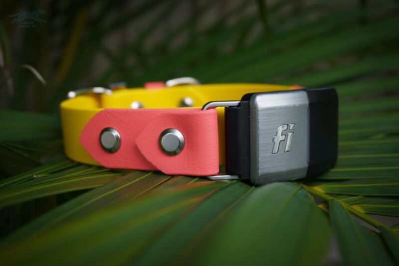 Fi Compatible 1" Waterproof Buckle Collar