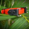 Fi Compatible 3/4" Waterproof Buckle Collar - Image 6