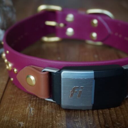 Fi Compatible SHASTA 1.5" Studded Buckle Collar