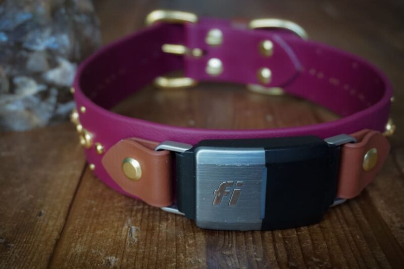 Fi Compatible SHASTA 1.5" Studded Buckle Collar