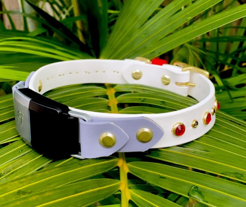 Fi Compatible TALA 1" Studded Buckle Collar