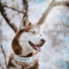 SHASTA 1.5" Crystal Studded Buckle Collar