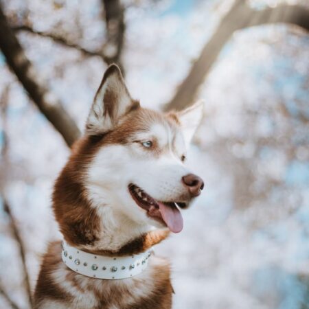 SHASTA 1.5" Crystal Studded Buckle Collar
