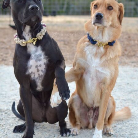 The Nantucket Rope Collar