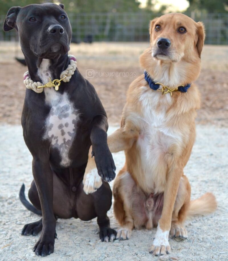 The Nantucket Rope Collar