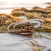 The Rua, 1" Two-Tone Waterproof Martingale Collar - Image 4